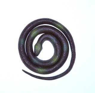 Змея резиновая 70 см 