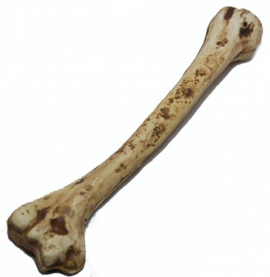 Кістка первісної людини