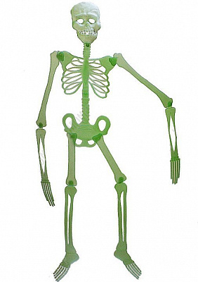 Скелет фосфорный 20 см