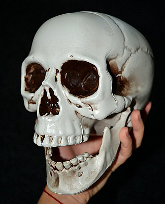 Людські кістки