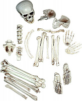 Свята |Декорации на Хэллоуин|Частини тіла|Людські кістки