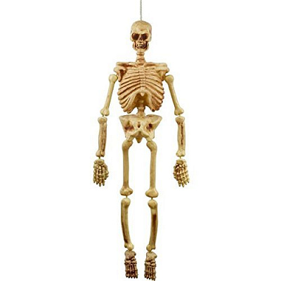 Скелет человеческий (пластик)