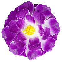 Заколка цветок пиона (фиолетово-белый)